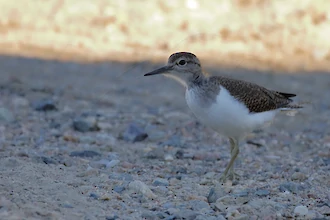 Flussuferläufer (Actitis hypoleucos)