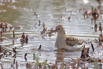 Graubrust-Strandläufer (Calidris melanotos)