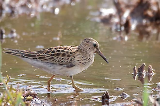 Graubrust-Strandläufer (Calidris melanotos)