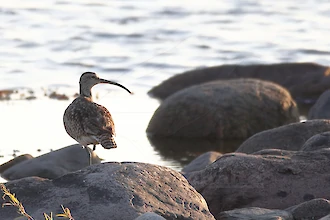 Großer Brachvogel (Numenius arquata)