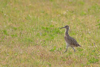 Großer Brachvogel (Numenius arquata)