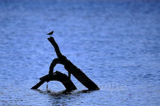 Flussuferläufer (Actitis hypoleucos)