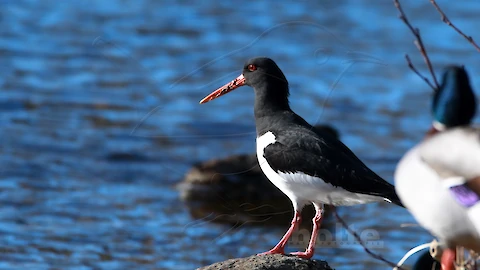 Austernfischer (Haematopus ostralegus)