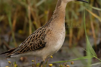 Kampflaeufer (Philomachus pugnax)