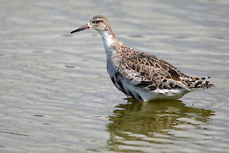 Kampflaeufer (Philomachus pugnax)