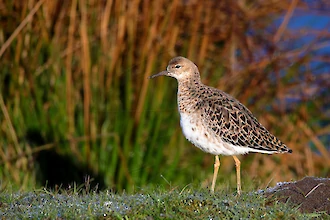 Kampflaeufer (Philomachus pugnax)