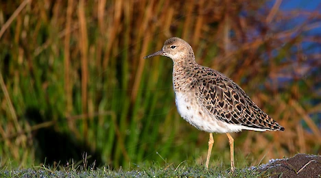 Waders