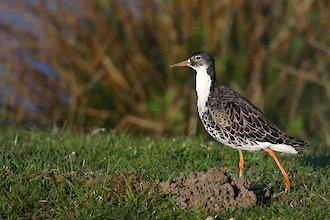 Kampflaeufer (Philomachus pugnax)