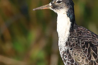 Kampflaeufer (Philomachus pugnax)