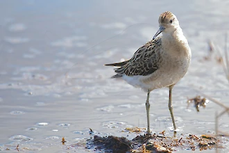 Kampflaeufer (Philomachus pugnax)