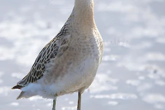 Kampflaeufer (Philomachus pugnax)