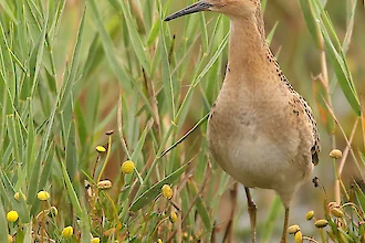 Kampflaeufer (Philomachus pugnax)