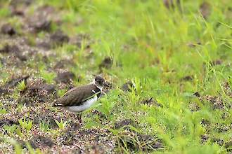 Kiebitz (Vanellus vanellus)