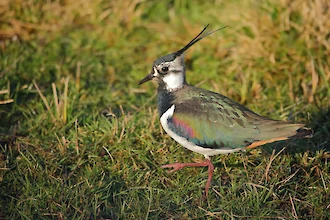 Kiebitz (Vanellus vanellus)