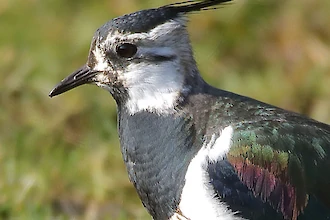 Kiebitz (Vanellus vanellus)
