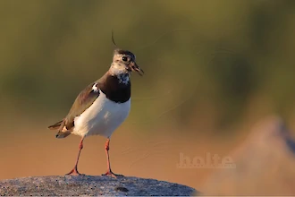 Kiebitz (Vanellus vanellus)