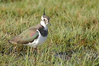 Kiebitz (Vanellus vanellus)