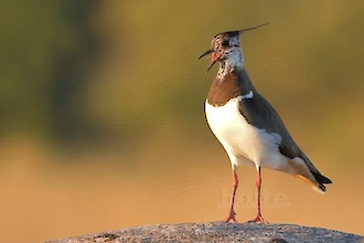 Kiebitz (Vanellus vanellus)