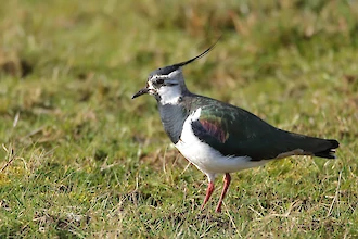 Kiebitz (Vanellus vanellus)