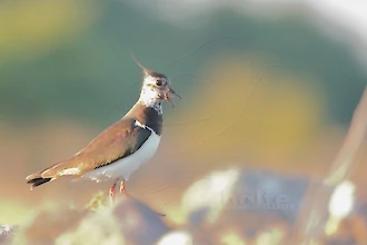 Kiebitz (Vanellus vanellus)