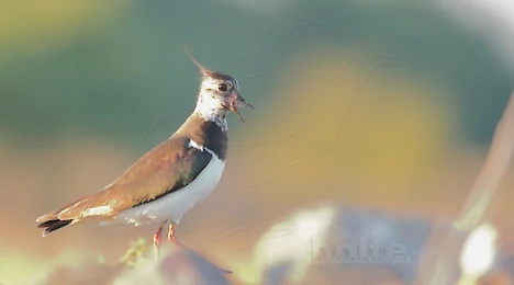 Waders