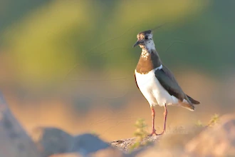 Kiebitz (Vanellus vanellus)