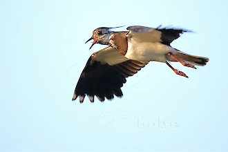 Kiebitz (Vanellus vanellus)