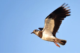 Kiebitz (Vanellus vanellus)
