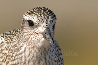 Kiebitzregenpfeifer (Pluvialis squatarola)