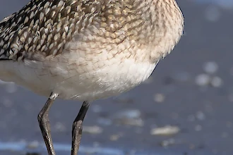 Kiebitzregenpfeifer (Pluvialis squatarola)