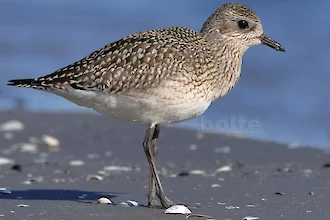 Kiebitzregenpfeifer (Pluvialis squatarola)