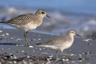 Kiebitzregenpfeifer (Pluvialis squatarola)