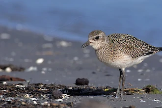 Kiebitzregenpfeifer (Pluvialis squatarola)