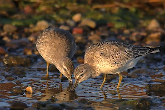 Knutt (Calidris cannutus)