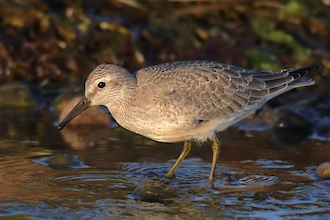 Knutt (Calidris cannutus)