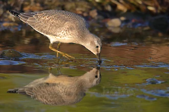Knutt (Calidris cannutus)