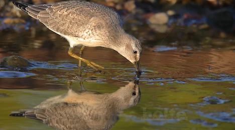 Waders