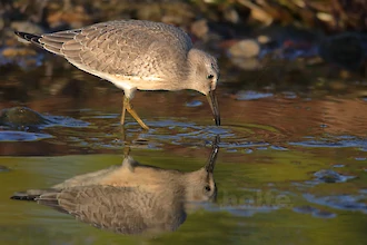 Knutt (Calidris cannutus)