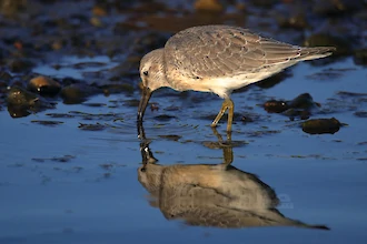 Knutt (Calidris cannutus)