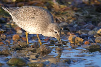 Knutt (Calidris cannutus)