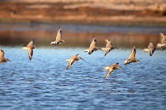 Knutt (Calidris cannutus)