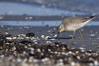 Knutt (Calidris canutus)