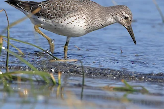 Knutt (Calidris canutus)