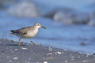Knutt (Calidris canutus)