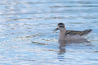 Odinshuehnchen (Phalaropus lobatus)