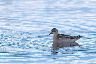 Odinshuehnchen (Phalaropus lobatus)