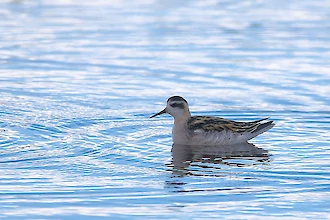 Odinshuehnchen (Phalaropus lobatus)