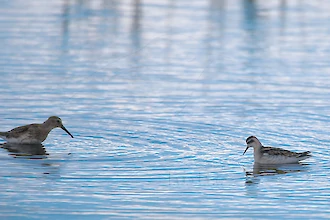 Odinshuehnchen (Phalaropus lobatus)