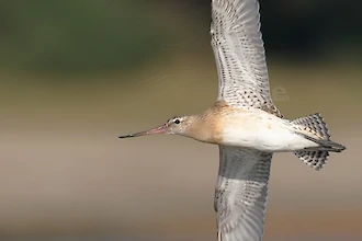 Pfuhlschnepfe (Limosa lapponica)