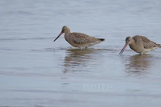 Pfuhlschnepfe (Limosa lapponica)